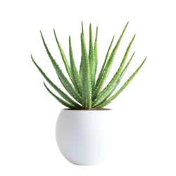 עציץ אלוורה