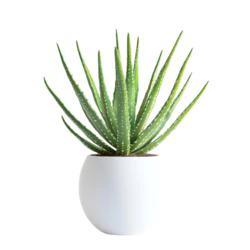 עציץ אלוורה